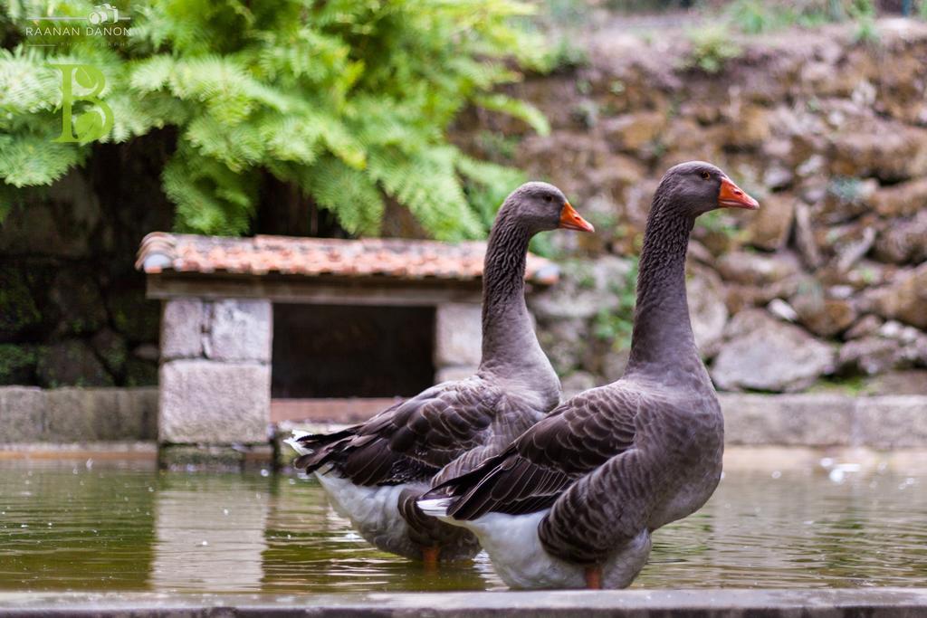 Pacos de Gaiolo Quinta Da Bouca - Agroturismo חדר תמונה